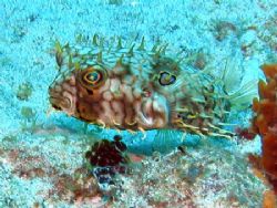 Web Burrfish - Glovers Atoll, Belize by George Smorse 